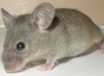 Tập trung diệt chuột mang virus Hanta