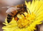 Cho dùng thuốc diệt côn trùng  hại ong, Chính phủ Mỹ bị kiện