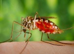Phun hóa chất diệt muỗi để chống sốt xuất huyết