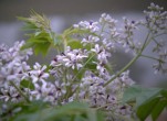 Mùa hoa xoan nở khiến côn trùng xuất hiện nhiều?