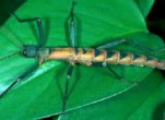 Tìm thấy giống côn trùng kỳ lạ ở Philippine