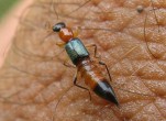 Loài kiến độc lại tái xuất gây bệnh viêm da