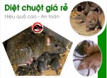 Công ty diệt chuột ở Hà Giang giá rẻ