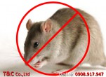 Công ty diệt chuột tại quận Tân Bình an toàn và hiệu quả