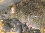 Dịch vụ diệt chuột tại Bắc Ninh an toàn và hiệu quả