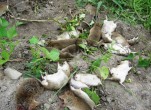 Công ty diệt chuột tại Cà Mau chất lượng cao