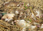 Công ty diệt chuột tại huyện Cần Giờ diệt chuột uy tín nhất
