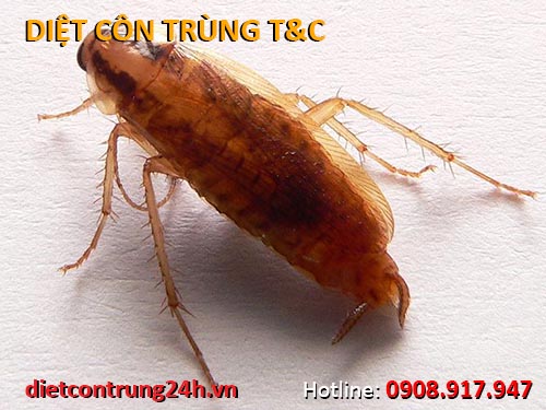 Cách diệt gián trong nhà hiệu quả nhất