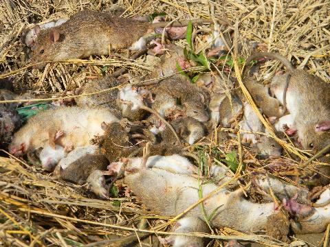 Dịch vụ diệt chuột tại Sóc Trăng an toàn và hiệu quả