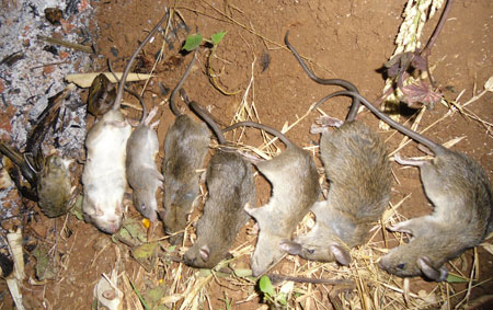 Công ty diệt chuột ở Khánh Hòa với công nghệ cao