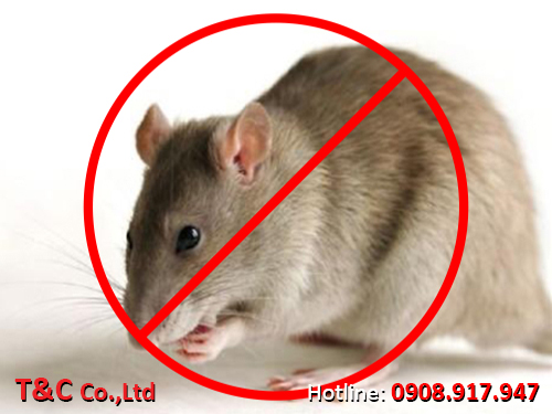 Công ty diệt chuột chuyên nghiệp tại TPHCM