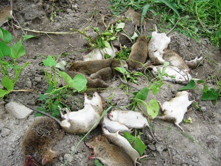Cách diệt chuột đồng hiệu quả để bảo vệ mùa màng