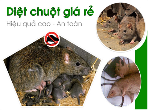 Dịch vụ diệt chuột ở Trà Vinh của Saigon Insect Control