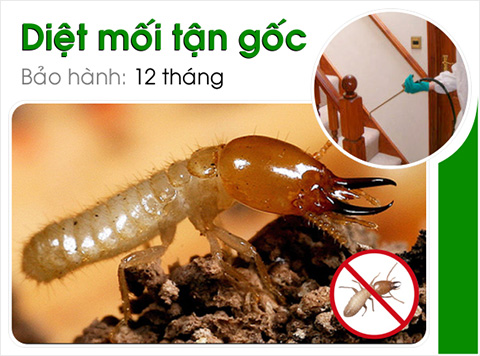 Dịch vụ diệt mối tận gốc ở Hà Nam